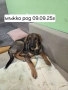Търся стопани на кученца, снимка 5