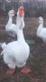 Продавам холмогорски гъски, снимка 1 - Патици и гъски - 43984475