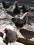 Зимни пилета, снимка 1 - Други животни - 43434979