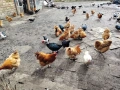 породисти кокошки , снимка 4