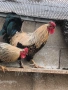 Продавам петли за клане за Петльовден или за разплод, снимка 4