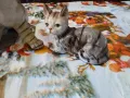 Порцеланови котета, снимка 6