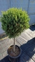Лейландски кипарис щам топка, пон пон, спирала, снимка 1