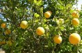 Семена от трилистен лимон