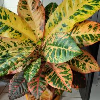  Кротони с красиво обагрени листа, снимка 2 - Стайни растения - 20844994