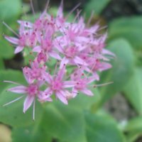 Дебела Мара (Sedum spectabile), снимка 1 - Градински цветя и растения - 40416131