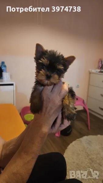 Йоркширски териер , снимка 1