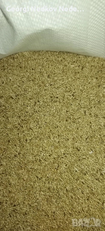 Продавам канарено семе , снимка 1