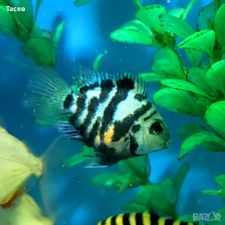 Зебров син папагал 3см, снимка 1