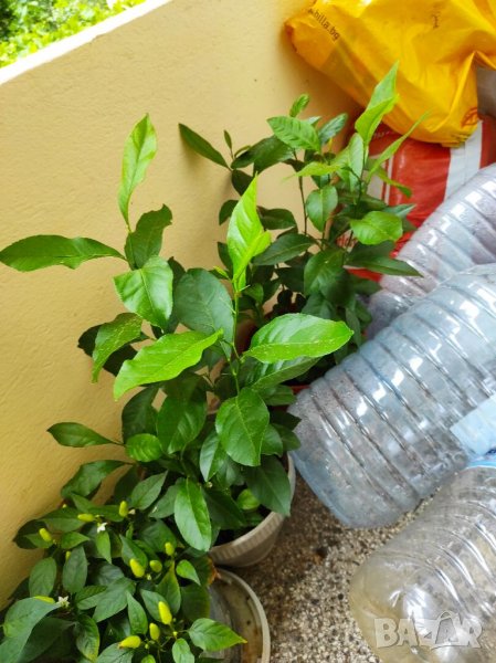 Разсад лимончета на 1,2,3,4,5 години по избор, снимка 1