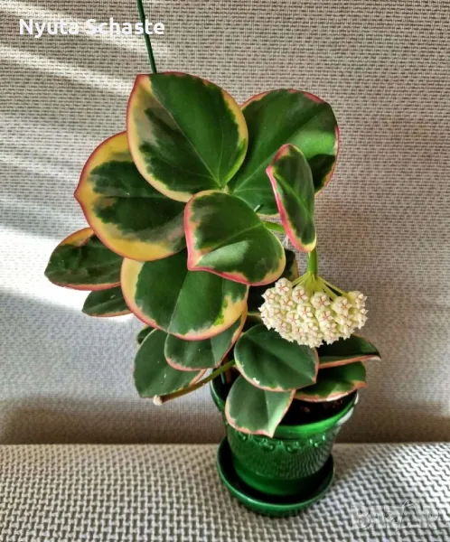 Хоя Pachyclada albomarginata ВЪЗРАСТНО РАСТЕНИЕ, снимка 1