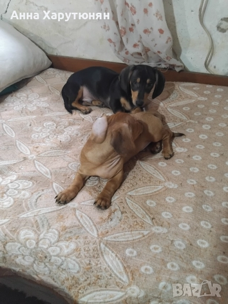 продавам две мъжки сладки дакелчета , снимка 1