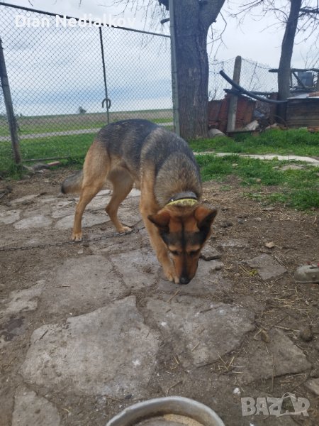 Източно европейска овчарка , снимка 1