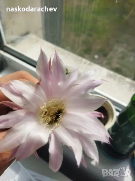 Кактус цъфтящ , снимка 1