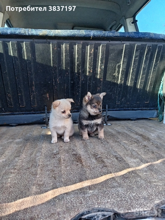 мъжки и женски кученца, снимка 1