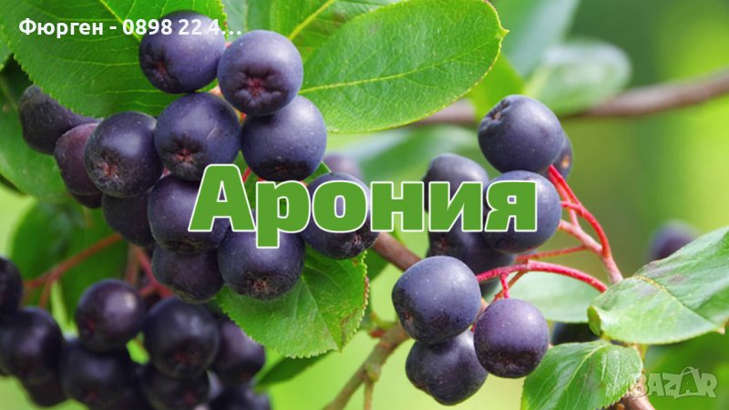 Арония - Растение  Цена за 1бр 9лв При покупка на 3 броя 1 брой подарък., снимка 1