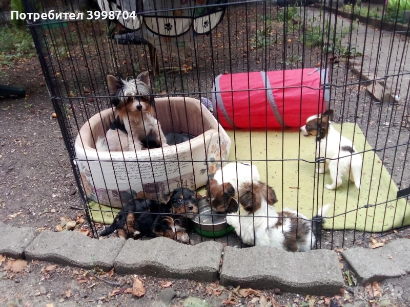 Бивер йоркширски териер, снимка 1