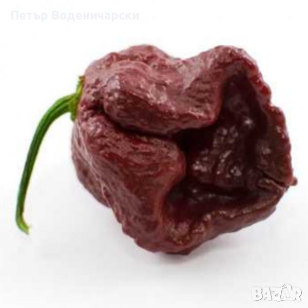 Люта чушка. Семена от шестте най-люти чушки на планетата : 1. Каролина Рийпър (Carolina Reaper) , снимка 1