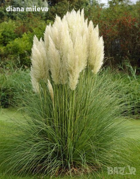  Пампаска трева, Кортадерия, бяла, Cortaderia Sellona, снимка 1