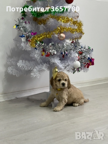 Американски кокер шпаноли, снимка 6 - Кокер шпаньол - 52794381