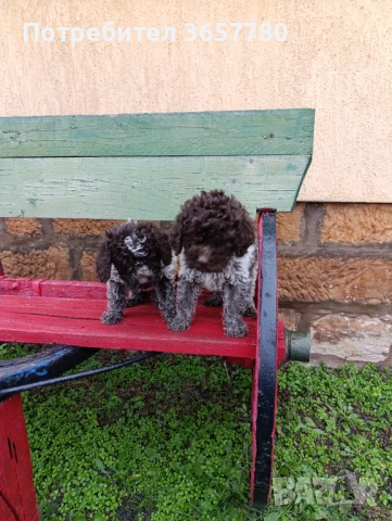 Логото романоел, снимка 8 - Шпаньоли - 52889856