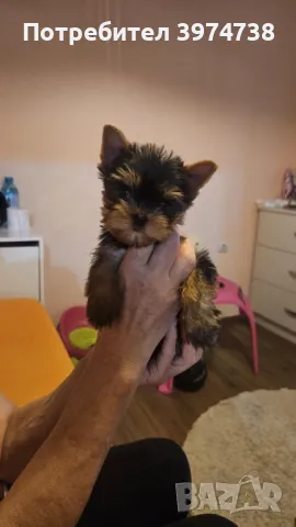 Йоркширски териер , снимка 1