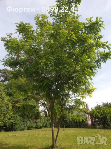 Акация - Налични 2 цвята, снимка 10 - Разсади - 43201691