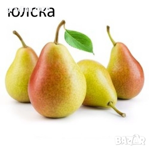   Круши – Подбрани сортове за истински ценители, снимка 6 - Разсади - 52743818