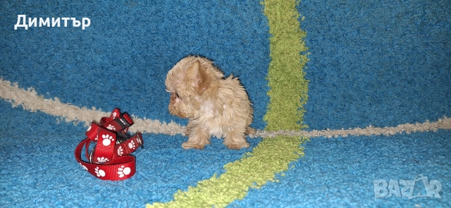 Йоркширски териер, снимка 3 - Йоркширски териер - 52863051