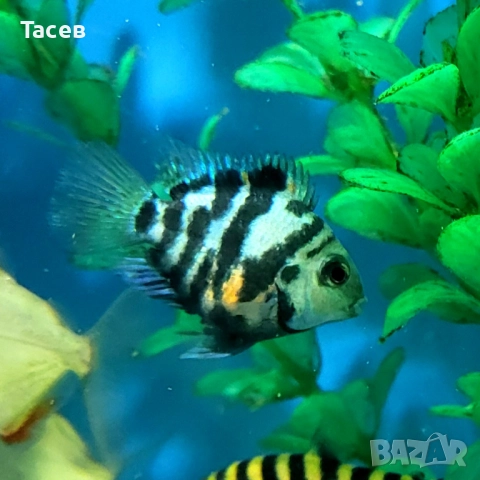 Зебров син папагал 3см