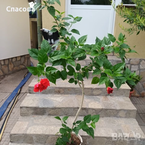 Китайска роза - червена с кичест цвят, снимка 2 - Стайни растения - 47389187