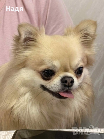 Мъжко чихуа с опит за разплод