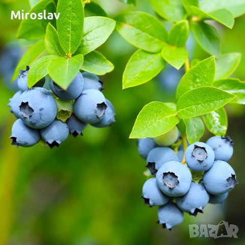 Боровинка (Синьо Злато)/Vaccinium Blue gold, снимка 8 - Градински цветя и растения - 39933087