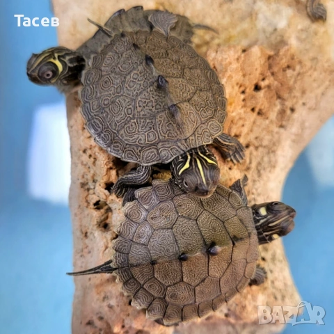 Водни костенурки