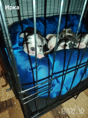 Френски булдогчета, снимка 14 - Френски булдог - 52464363