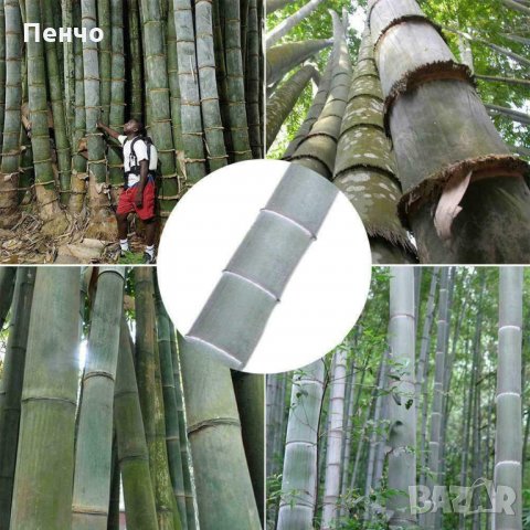 40 броя редки бамбукови семена зелен бамбук Moso-Bamboo Pla мосо бамбо растение декорация украса за , снимка 4 - Сортови семена и луковици - 27687066