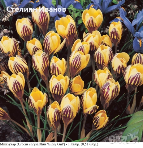 СОРТОВИ МИНЗУХАРИ – ЛУКОВИЦИ, снимка 4 - Сортови семена и луковици - 52372805