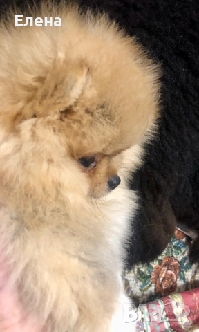 Померанчета, снимка 9 - Померан - 52631209