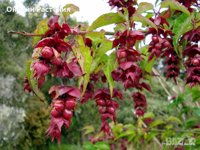 Хималайски храст(Himalayan honeysuckle), снимка 3 - Градински цветя и растения - 27492728