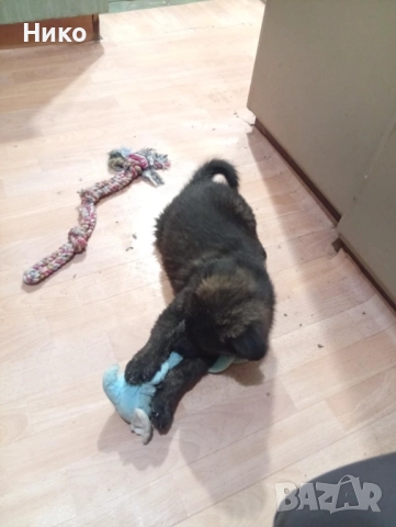 Женска немска овчарка , снимка 2 - Немска овчарка - 52702916