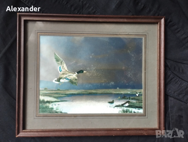 Картина .. диви патици .