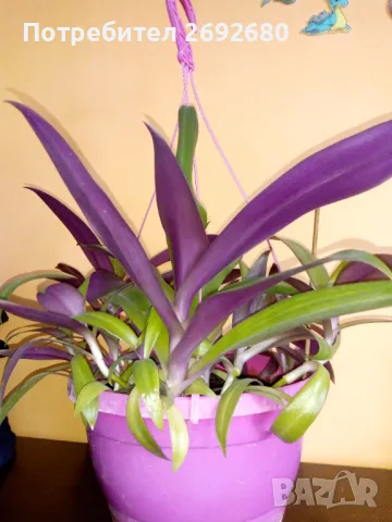 Традесканция рео, кротон,христов венец и други цветя/бамбук/цени в описанието , снимка 3 - Стайни растения - 50184776