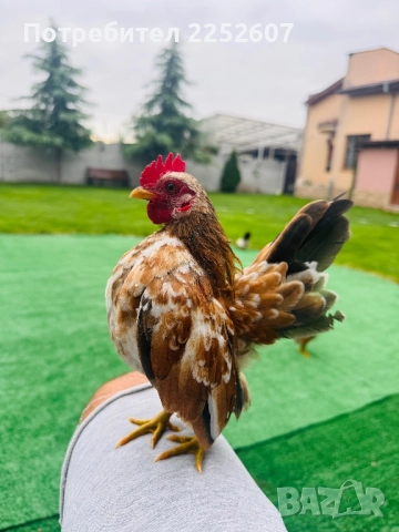 Серама Малайзийска , снимка 2 - Кокошки и пуйки - 52361912