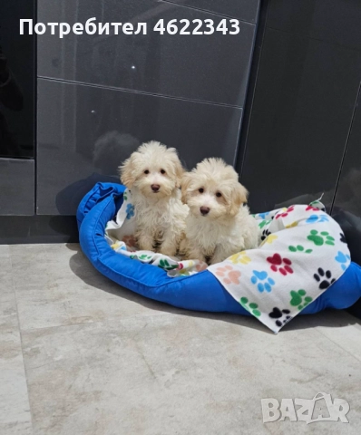 малтипу той пудел, снимка 1