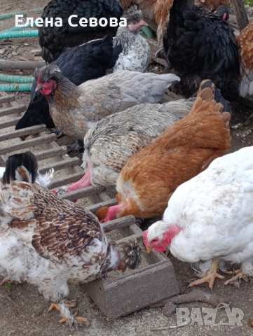 Оплодени яйца от светъл съсекс, голошийки и качулати , снимка 3 - Кокошки и пуйки - 52790436