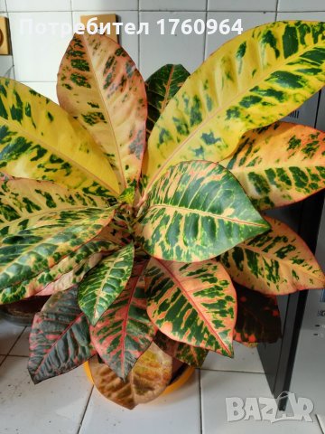  Кротони с красиво обагрени листа, снимка 2 - Стайни растения - 20844994