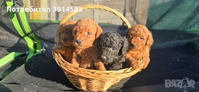 Той пудели родени на 27 ноември , снимка 3 - Пудели - 52911985