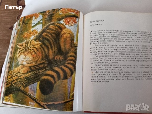 АТЛАС по ЗООЛОГИЯ , снимка 7 - Енциклопедии, справочници - 44126304