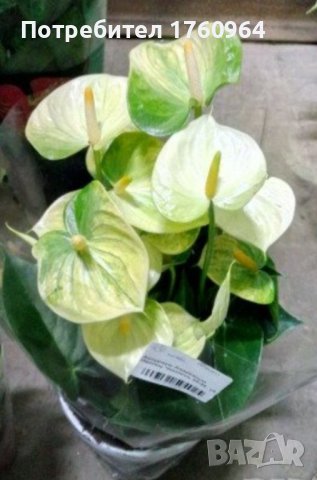 Антуриум , снимка 6 - Градински цветя и растения - 30482810