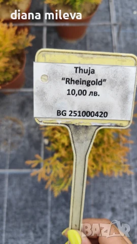 Западна туя Рейнголд (Thuja occidentalis Rheingold), студоустойчива, снимка 6 - Градински цветя и растения - 37392581